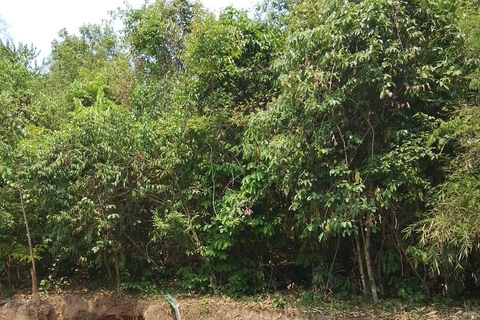 Chiang Mai: 2-Day Jungle Trek with Elephant Farm & Raft Ride Hotel Pickup and Drop-off (within Pickup Area)