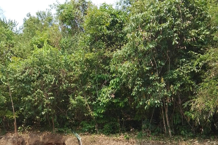 Chiang Mai: 2-Day Jungle Trek with Elephant Farm & Raft Ride Hotel Pickup and Drop-off (within Pickup Area)
