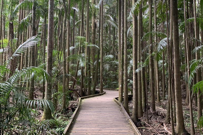 Glass House Mountains & Rainforest Day Tour from Brisbane
