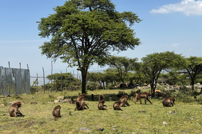 Addis Ababa: 6-Day Bale Mountains Trekking Tour