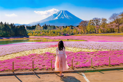 Tokyo:Cherry Blossom Mt Fuji & Shibazakura Festival Day Trip 07:30 Pick&Drop from Hotel/BnB
