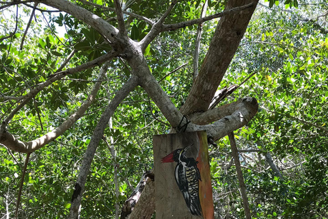 Natuurbelevenis Rio Lagartos en Las Coloradas.