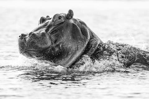 From Victoria Falls: 3 hour Chobe River Sunset Cruise