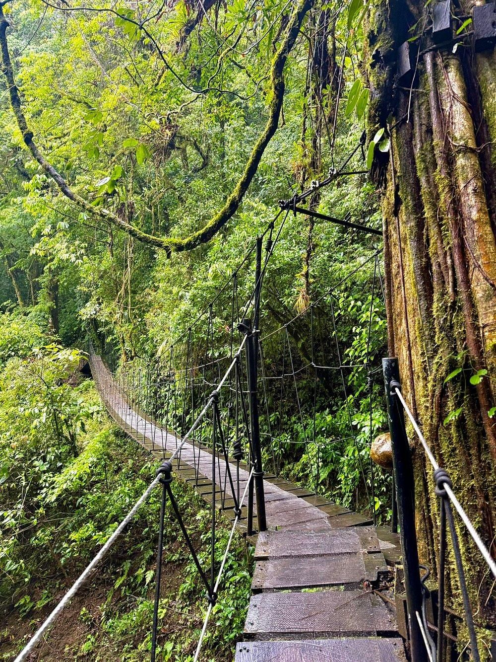 Monteverde: Wanderung zu den El-Tigre-Wasserfällen, Wildtiere & lokales Mittagessen