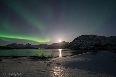 Tromsø: Express Aurora Hunt