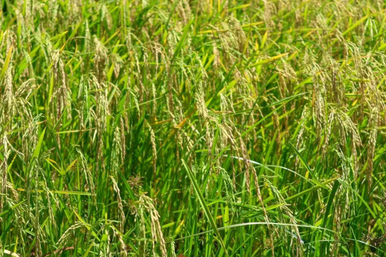Mwea Tebere Irrigation Scheme Tour in Kirinyaga county Kenya