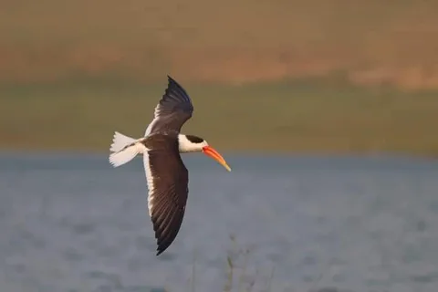 From Delhi: Chambal River Safari with Jeep and Boat Ride