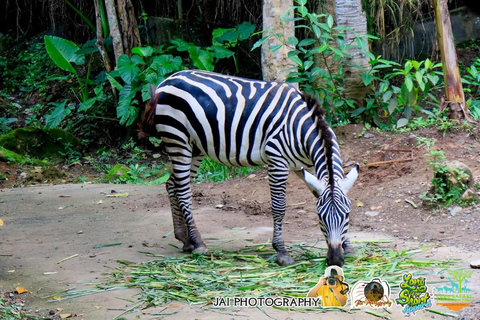 Cebu Safari AdventurePrywatna wycieczka do zoo safari w Cebu