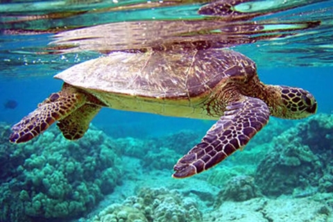 Rencontre avec les tortues marines