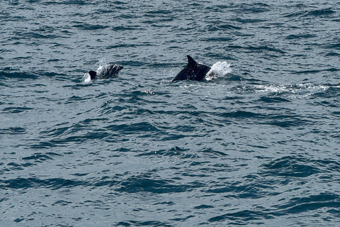Chagwido Boat Fishing, Dolphin Watching with Local Lunch
