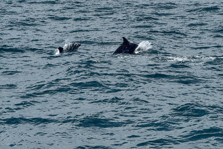 Chagwido Boat Fishing, Dolphin Watching with Local Lunch