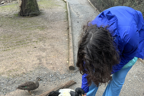 Von Adelaide aus: Kuscheln mit einem Koala und historische Hahndorf-Tour