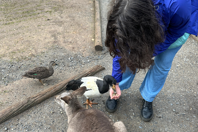 Von Adelaide aus: Kuscheln mit einem Koala und historische Hahndorf-Tour