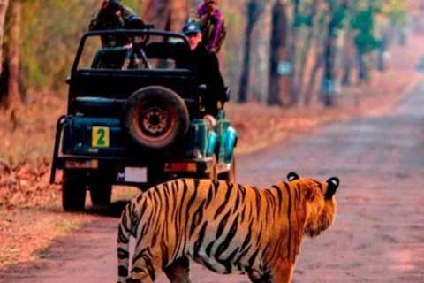 Ranthambore WildLife (safari en tigre)Excursión de un día desde JaipurExcursión de un día a la vida salvaje de Ranthambhore desde Jaipur