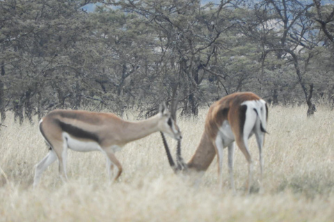 Private Nairobi National Park Drive in 4*4 landcruiser