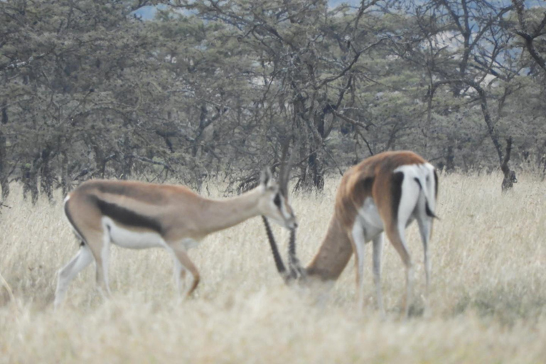 Private Nairobi National Park Drive in 4*4 landcruiser