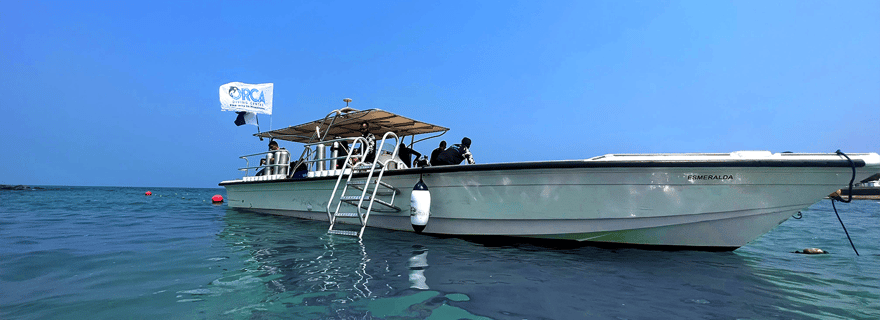 Snorkeling avec les tortues : de Dubaï à Fujairah + transfert et barbecue
