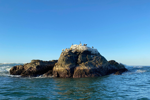 Puerto Escondido: Bootstour zu Delfinen und MeerestierenPrivate Tour