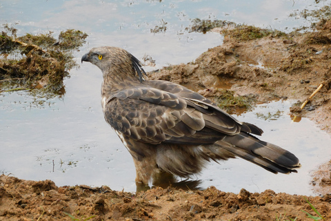 Yala Safari: High-Luxury PRIVATE Tours with Entry Tickets Half Day (6 hours) Safari PRIVATE Tours morning or afternoon