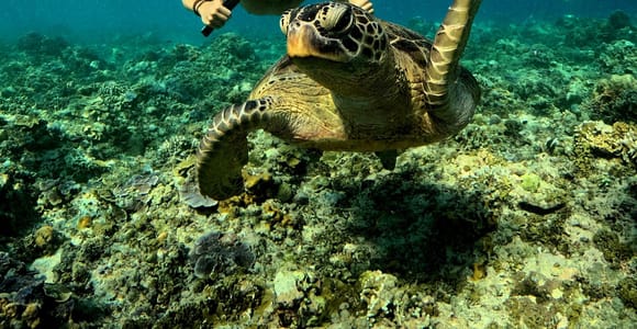 Gili Trawangan: Gili Islands Snorkeling Tour with Memories