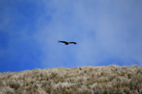 Antisana Nationaal Park - Andes Condor spotten