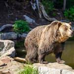 Vancouver: tour della costa nord con ingresso alla Grouse Mountain