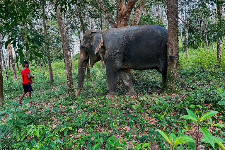 Khaolak Hightlight Tour avec Eco Guide Adventure