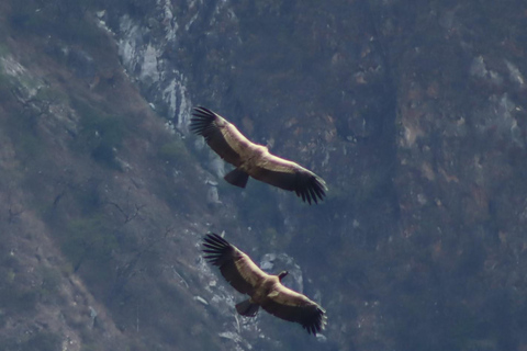 Cusco: Majestic Flight of the Condor in Chonta - Apurímac Canyon. CUSCO: Flight of the condors in Chonta, with lunch and admission