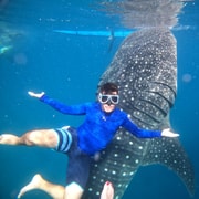Cebu: Whale Shark, Tumalog, Sumilon, and Moalboal Tour