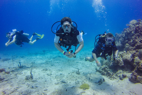 Aventure de plongée sous-marine à Catalina Le mur et l&#039;aquarium