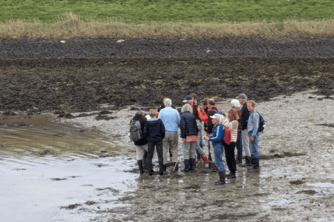 Oosterschelde: Guided Tour in Search of Salty Shellfish