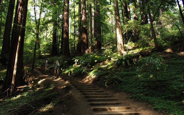 Visita a Muir Woods y paseo en bici por el puente Golden Gate
