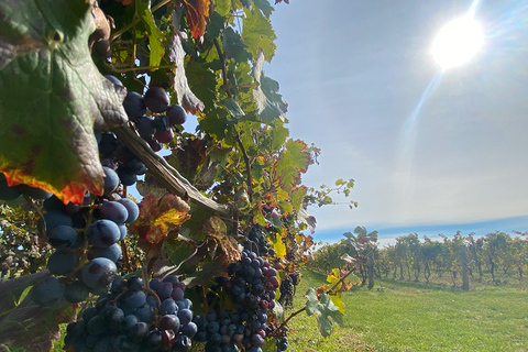 Niagara: Uma aventura vinícola ao entardecer com jantar de 3 pratos
