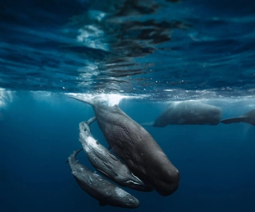 Swim with the dolphins