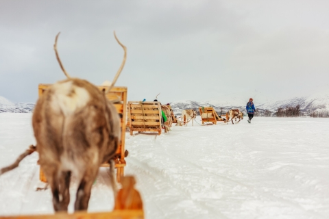 Tromsø: sanie i karmienie reniferów z przewodnikiem Saamem10-minutowa przejażdżka saniami