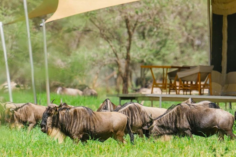 The Best Great Wildebeest Migration Luxury Safari 6-Day
