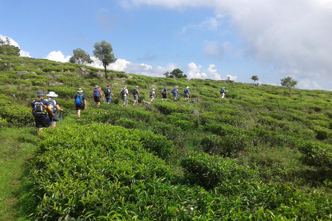 Trekking z Kandy do Ella