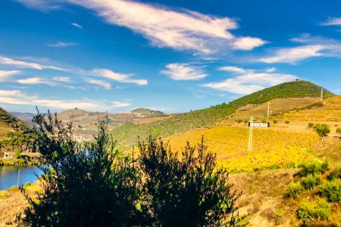 Porto: Douro Valley Tour, Two Wineries, Lunch & Boat Cruise