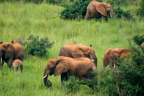 Uganda: 10-dagars safari med schimpansspårning