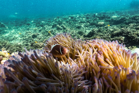 De Phuket: Mergulho preguiçoso com snorkel e exploração em Bamboo e Phi Phi