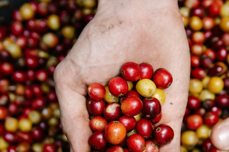 From Naranjo: Specialty Coffee Farm Tour with Tasting