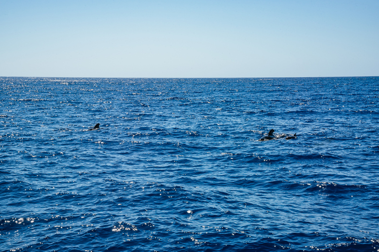 Funchal: osservazione di delfini e balene in catamarano di lusso