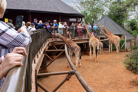 Nairobi: Nationalpark, Elefantenwaisenhaus und Giraffe Tour