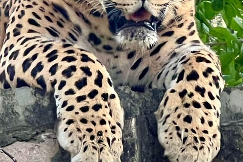 Jaipur: Leopards Safari Tour at Jhalana l Spot Wild Animals