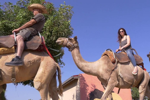 From Larnaca/Ayia Napa: Lefkara Village, Donkey & Camel Park