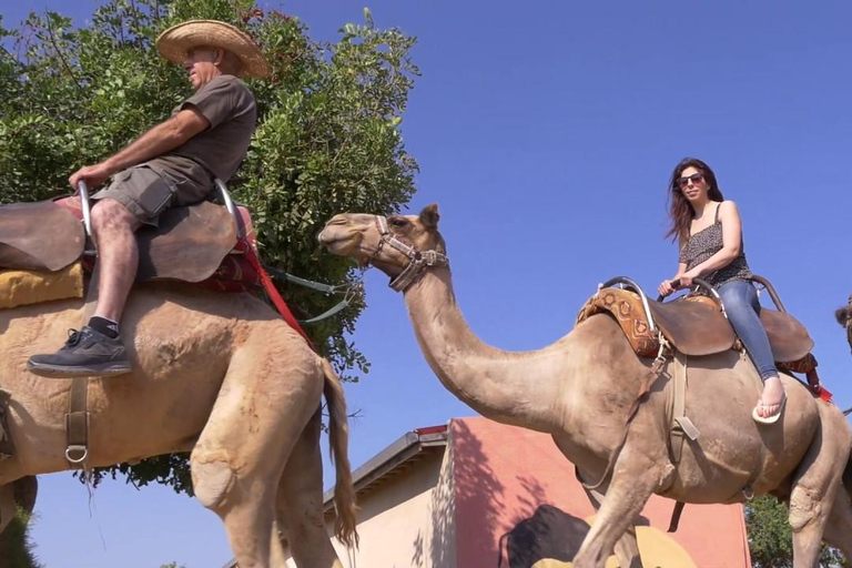 From Larnaca/Ayia Napa: Lefkara Village, Donkey & Camel Park