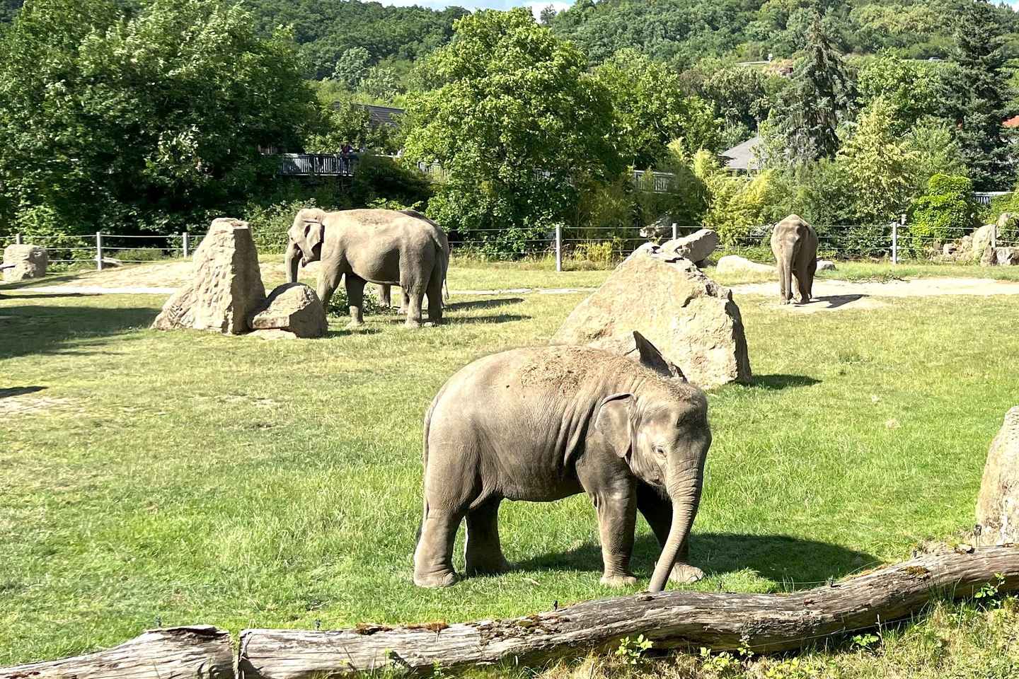 Пражский зоопарк: Аудиогид онлайн (без билета)