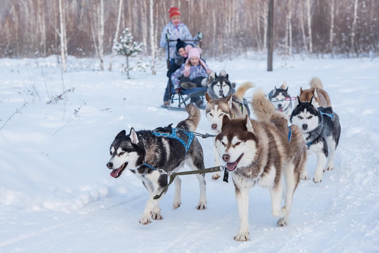 Rovaniemi: One Hour Husky Trip with hotel pick up Rovaniemi: One Hour Husky Trip with hotel pick up_REC