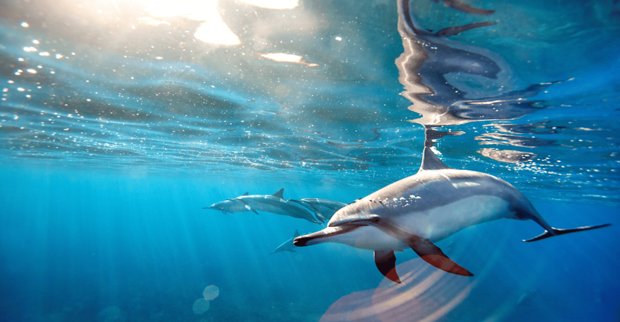 Keşfedin Mauritius, Dolphin Watch, Şnorkelle, Barbekü Öğle Yemeği - Hizvo