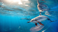 Découvrez l'île Maurice, Montre Dolphin, Snorkeling, Déjeuner BBQ - Hizvo